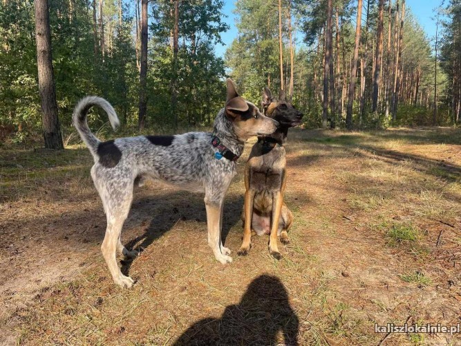 czako-mlody-bystry-psiak-szuka-spokojnego-domu-50858-zdjecia.jpg
