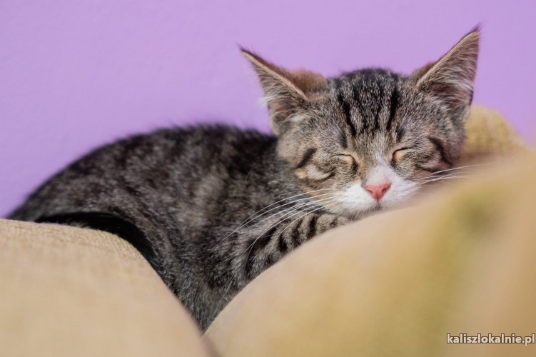 bona-4-miesieczna-koteczka-szuka-domu-50860-sprzedam.jpg