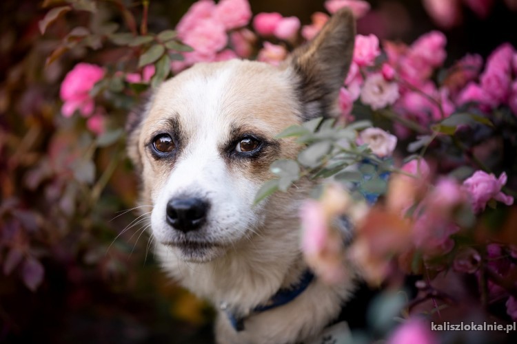 nieduzy-spajki-przyjazny-domowy-psiak-50923-kalisz.jpg