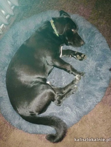 portos-domowy-wychowany-minilabek-50966-kalisz-foto.jpg