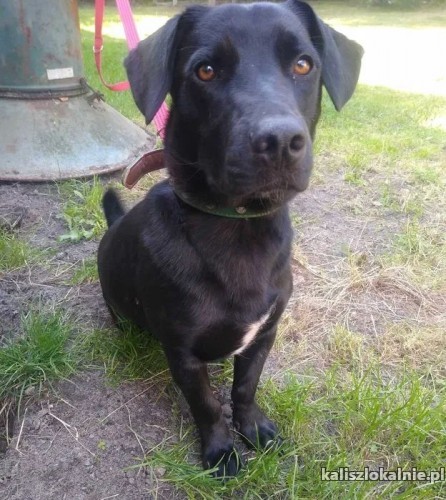 portos-domowy-wychowany-minilabek-50966-kalisz.jpg