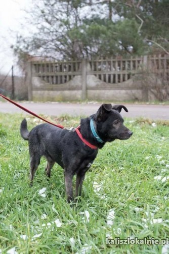 lucky-wesoly-przyjazny-psiak-o-zlotym-sercu-50967-kalisz.jpg