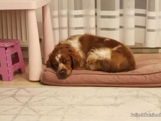 leszek-wesoly-domowy-spaniel-bretonski-szuka-domu-50995-kalisz.jpg