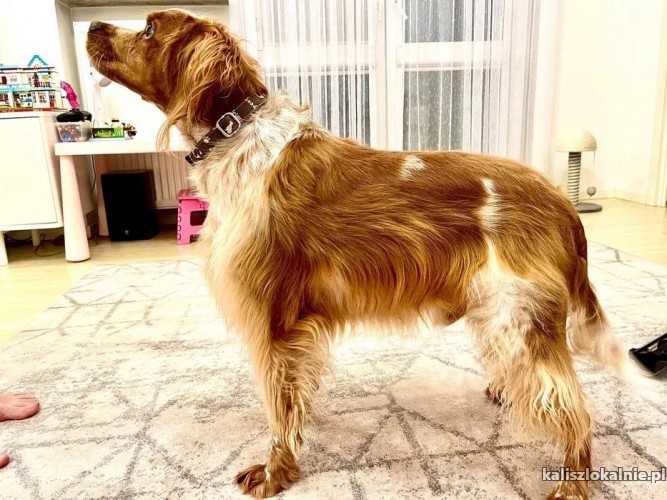 leszek-wesoly-domowy-spaniel-bretonski-szuka-domu-50995-sprzedam.jpg