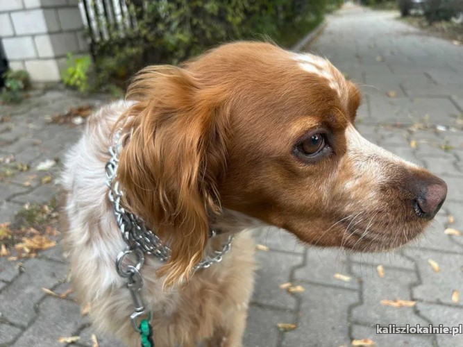 leszek-wesoly-domowy-spaniel-bretonski-szuka-domu-50995-zdjecia.jpg