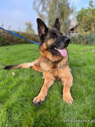 meta-przyjazna-madra-suczka-owczarka-niemieckiego-51006-kalisz.jpg