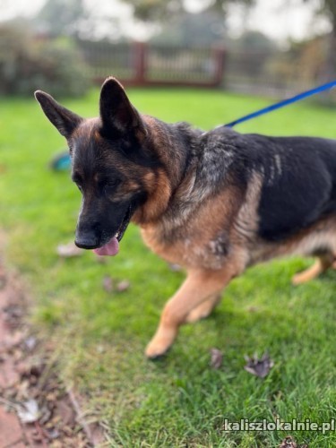 meta-przyjazna-madra-suczka-owczarka-niemieckiego-51006-zdjecia.jpg