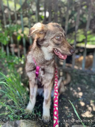 zjawiskowy-mieszko-roczny-psiaczek-szuka-domu-51007-psy.jpg