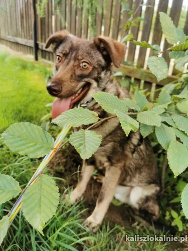 zjawiskowy-mieszko-roczny-psiaczek-szuka-domu-51007-sprzedam.jpg