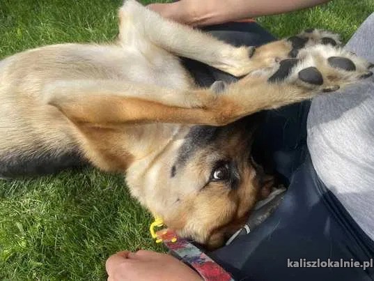 chita-wpatrzona-w-czlowieka-suczka-owczarka-51010-kalisz.jpg