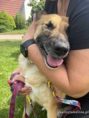 chita-wpatrzona-w-czlowieka-suczka-owczarka-51010-sprzedam.jpg