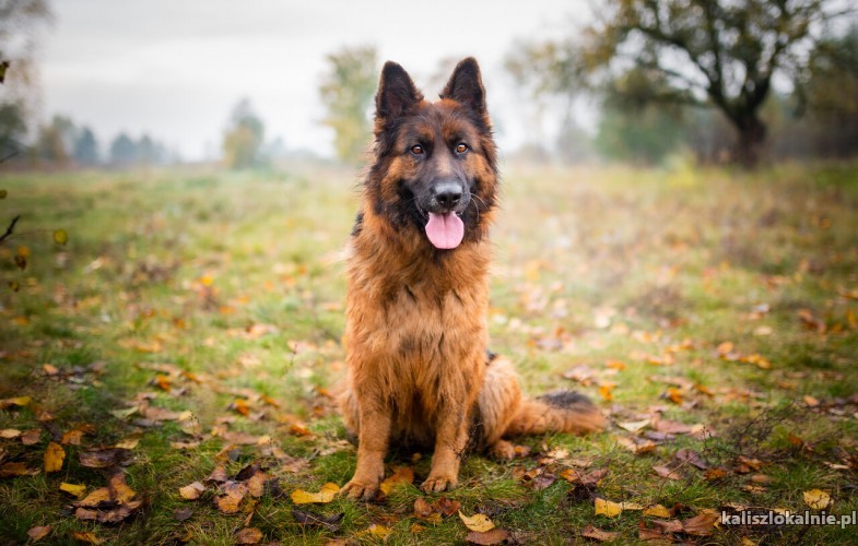 yuna-fantastyczna-przepiekna-suka-owczarka-51023-kalisz.jpg