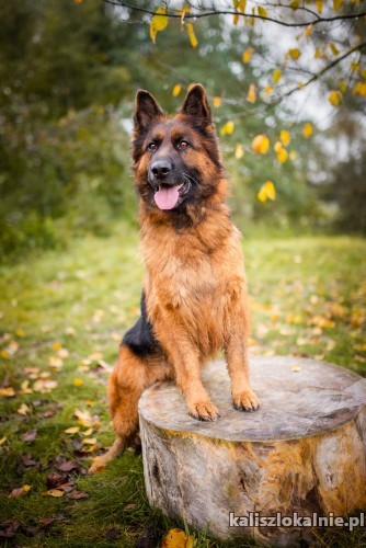 yuna-fantastyczna-przepiekna-suka-owczarka-51023-psy.jpg