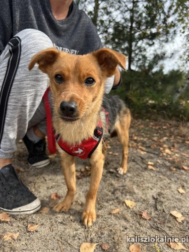 betka-malutka-przyjazna-slodzinka-do-pokochania-51030-kalisz.jpg