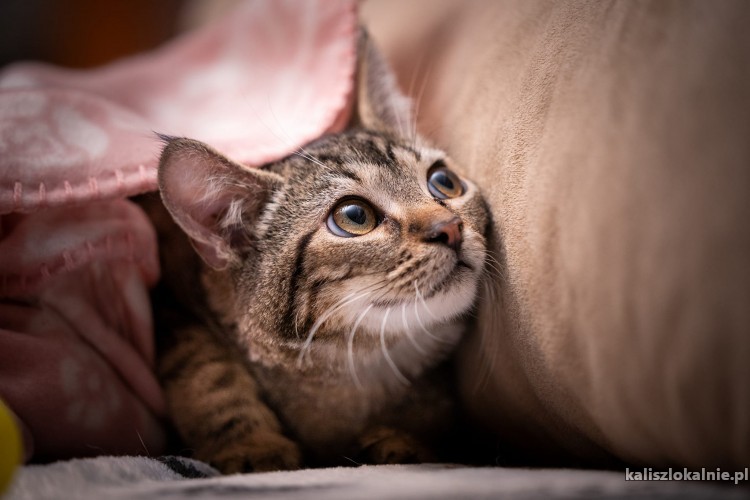 4-miesieczna-koteczka-brenda-szuka-domu-51032-kalisz.jpg