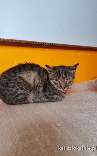 farcik-o-kocie-ktory-mial-prawdziwego-farta-51049-sprzedam.jpg