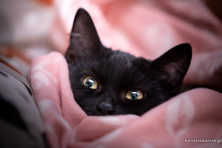 cygus-4-miesieczny-kotek-do-pokochania-51059-kalisz.jpg