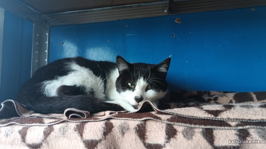 wojtus-wspanialy-lagodny-kotek-szuka-domu-51065-sprzedam.jpg