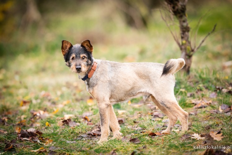 oczko-psiak-do-rany-przyloz-szuka-domu-na-zawsze-51066-kalisz-foto.jpg