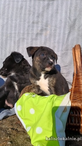 8-tygodniowa-aria-szczeniak-szuka-domu-51083-kalisz.jpg