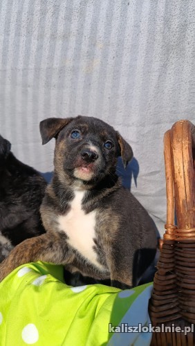 8-tygodniowa-aria-szczeniak-szuka-domu-51083-sprzedam.jpg