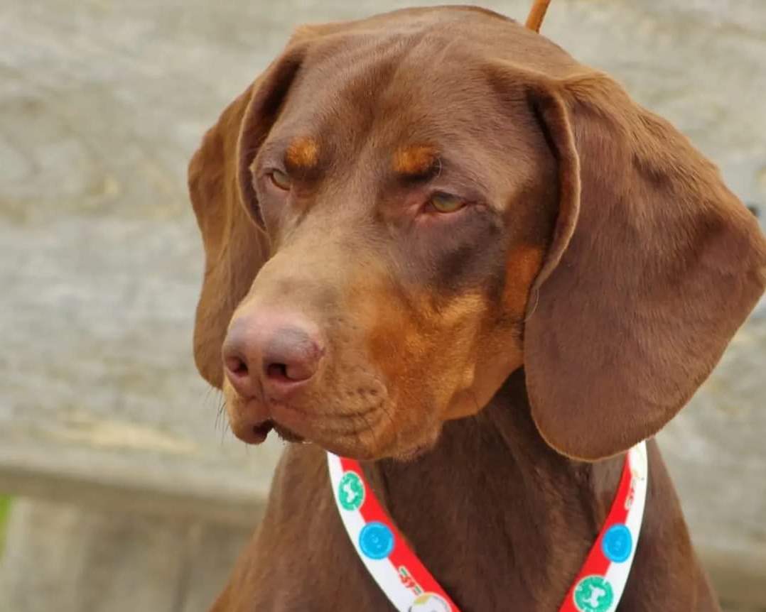 GOŃCZY POLSKI reproduktor polujący, czekoladowy zaprasza suczki